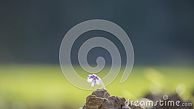 Closeup of delicate blue flower growing from behind a rock Stock Photo