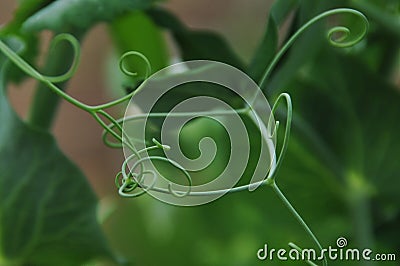 Snow peas delicate branches with green background Stock Photo