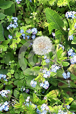 A single dandelion doc among forget me not flowers. Stock Photo