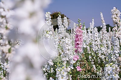Closeup of delphiniums flowers in field at Wick, Pershore, Worcestershire, UK Stock Photo