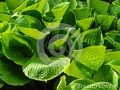 Closeup of dense green Hosta leaves Stock Photo