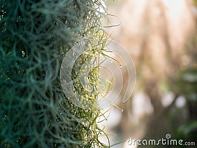 Closeup dense roots of Spanish moss cover a piece of rain drops, Suitable as background pattern for decorative design. Stock Photo