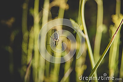 Closeup of descending spider in greenery Stock Photo