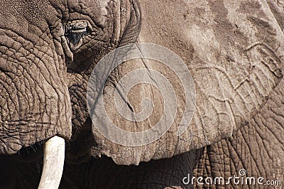Closeup Detail of African Elephant Animal Stock Photo