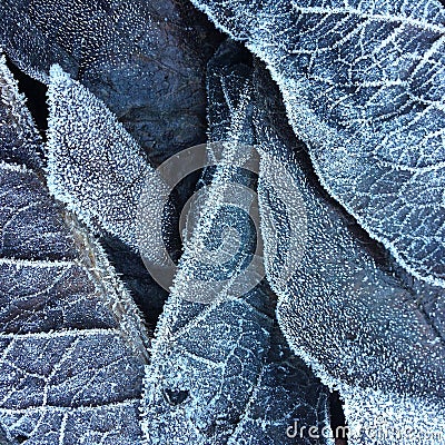 Closeup and detail on a pile of frosted dead leaves in a forest undergrowth in winter Stock Photo