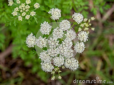 Closeup detail of flowers of Conium maculatum aka Poison hemlock. Stock Photo