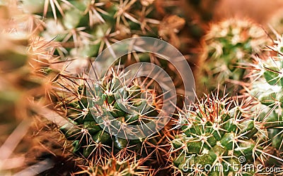 Closeup detail - group of cacti growing together, sharp reddish thorns on green plants Stock Photo