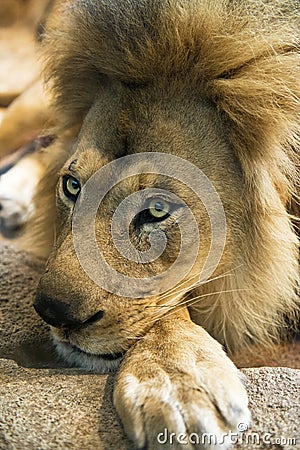Closeup Detail of Male Lion Face and Mane Stock Photo