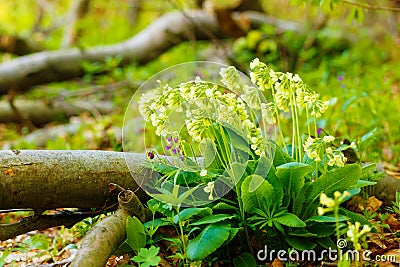 Closeup detail of meadow flower - wild healing herb - Primula elatior. Stock Photo