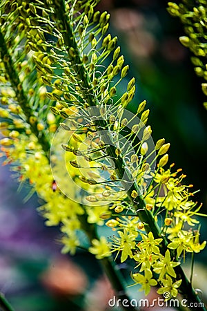 Narrow leaved foxtail lily Eremurus stenophyllus Stock Photo