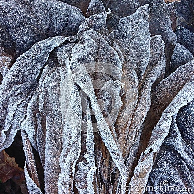 Closeup and detail on a pile of frosted dead leaves in a forest undergrowth in winter Stock Photo