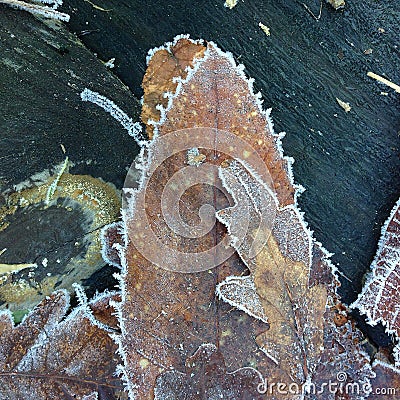 Closeup and detail on a pile of frosted dead leaves in a forest undergrowth in winter Stock Photo