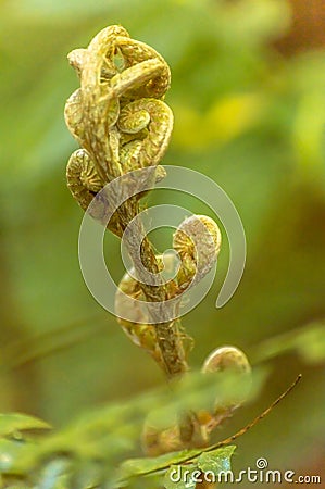 Closeup and detail of a plant Stock Photo