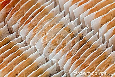 Closeup detail - teabags rows arranged in box Stock Photo