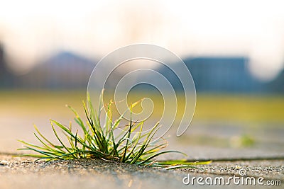 Closeup detail of weed green plant growing between concrete pavement bricks in summer yard Stock Photo