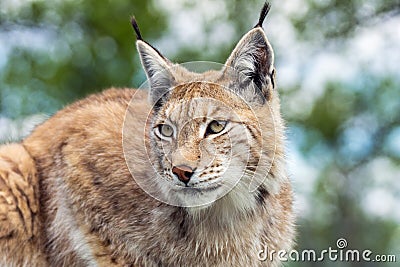 Closeup and detailed animal wildlife portrait of a beautiful eurasian lynx lynx lynx, felis lynx, outdoors in the wilderness. Ey Stock Photo