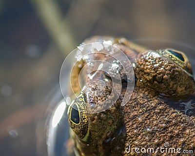 Closeup detailed portrait of a green frog`s head and eyes - top down perspective - in Governor Knowles State Forest in Northern W Stock Photo