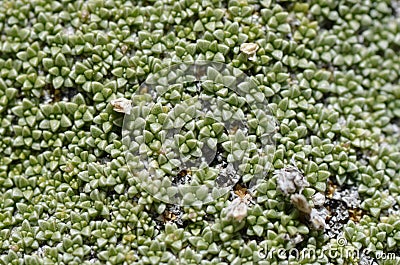 Closeup details of Gypsophila aretioides plant Stock Photo