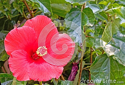 closeup details of one red Hibiscus flower Stock Photo