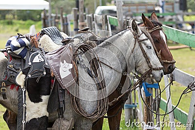 Closeup details of saddled up horses Stock Photo