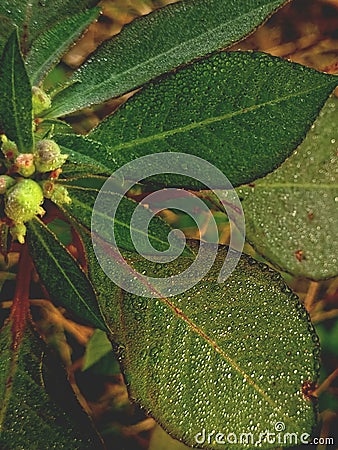 Closeup of dew drops like crystal on leaf of Euphorbia heterophylla Stock Photo