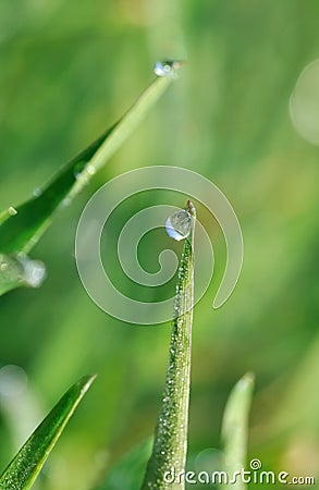 Closeup on dewdrop on wheat Stock Photo