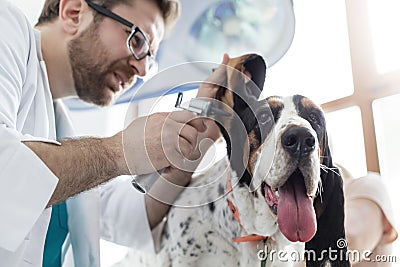 Closeup of doctor examining dog's ear with otoscope equipment at veterinary clinic Stock Photo