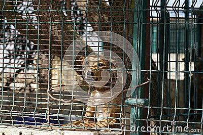 Closeup of a dog in a cage Stock Photo