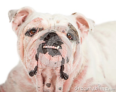 Closeup of Dog With Mange from Mites Stock Photo