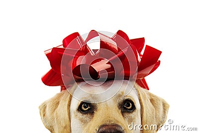 CLOSEUP DOG PRESENT. LABRADOR WITH A BIG RED BOW ON HEAD. PUPPY OR PET GIFT FOR CHRISTMAS OR BIRTHDAY CONCEPT. ISOLATED SHOT Stock Photo