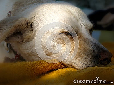 Closeup of dog sleeping. Stock Photo