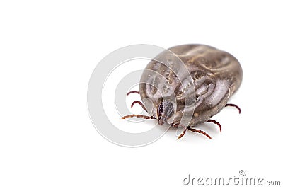 Closeup on dog tick with full of blood on white background Stock Photo