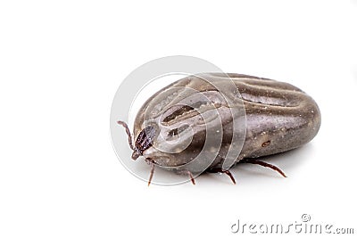 Closeup on dog tick with full of blood on white background Stock Photo