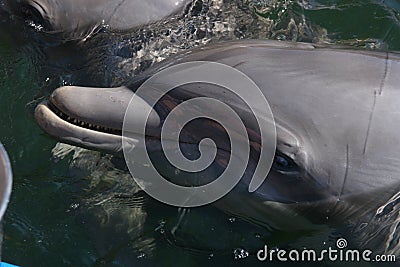 Closeup dolphin face Stock Photo