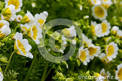 Closeup of Douglas` meadowfoam Limnanthes douglasii, a yellow and white wildflower Stock Photo