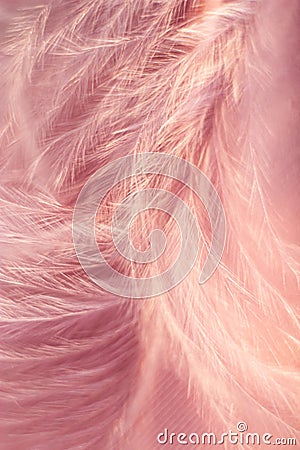 Closeup of the down feather of a bird. The bird`s feather is close, pink fluff like seaweed or fairy trees, an abstraction of Stock Photo