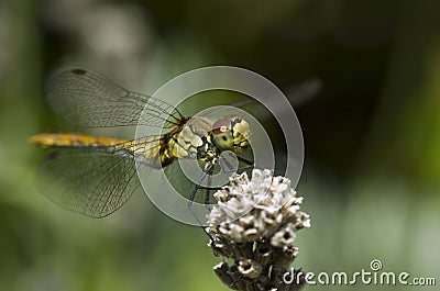 Closeup dragonfly Stock Photo