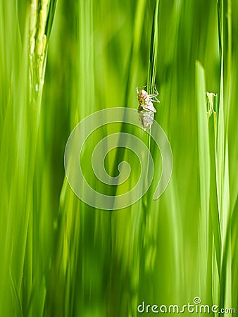 Closeup of Dragonfly baby nymph on the stem of the paddy. Stock Photo