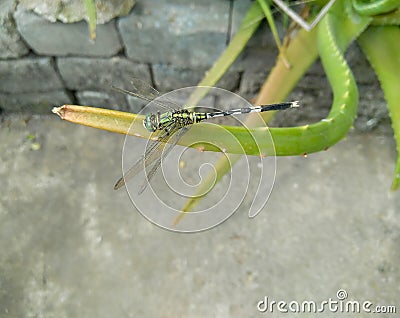 Closeup of dragonfly sitting in branch of green leaves, aloe vera plant growing in the garden, nature photography Stock Photo