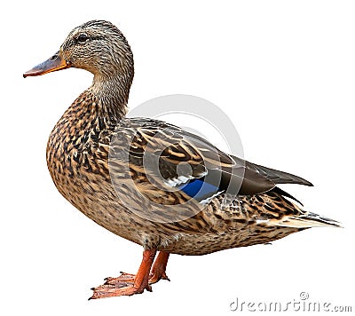 Closeup of a drake, Female Mallard, wild duck shooting outdoors. Stock Photo