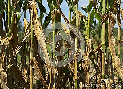 Closeup dried, brown corn husks leaves and tassels, in farm field Stock Photo