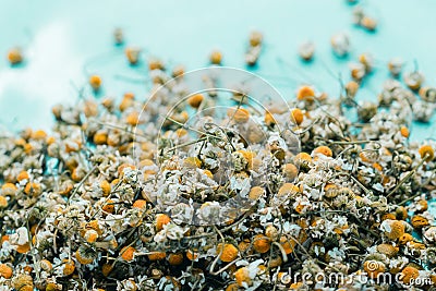 Closeup dried camomile flowers Stock Photo