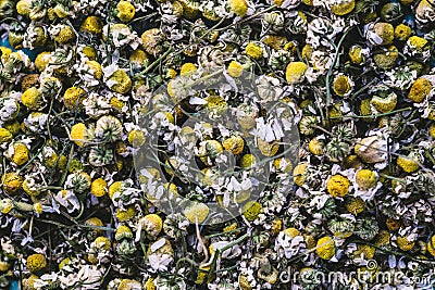 Closeup dried camomile flowers Stock Photo