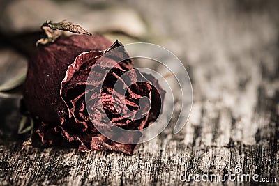 Closeup dried red rose, dead red rose on wooden background Stock Photo