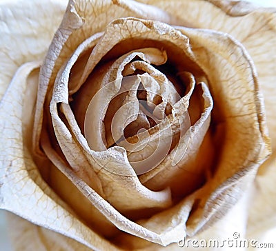 Closeup dried rose Stock Photo