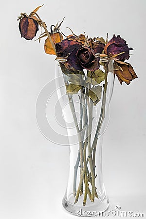 Closeup dried rose flower head in vase Stock Photo