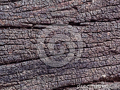 Closeup dried texture of dark brown bark Stock Photo