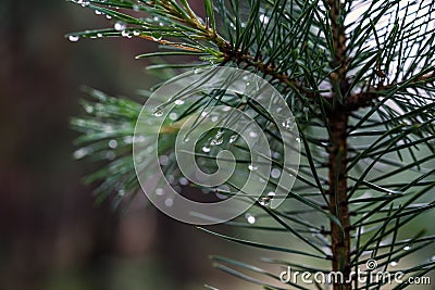 Dew on pine branches. Closeup of drops on needles. Stock Photo