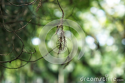 Closeup of dry prickly nagging Stock Photo