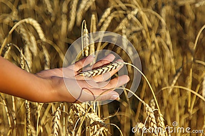 Closeup of the ear of wheat on a human palm Stock Photo